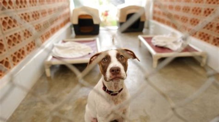 10 Things You Need to Know Before Adopting a Shelter Dog — Best Life