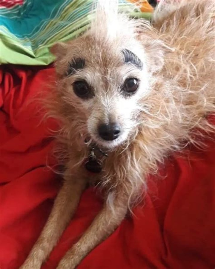 50 Dogs So Ugly They're Actually Cute — Best Life