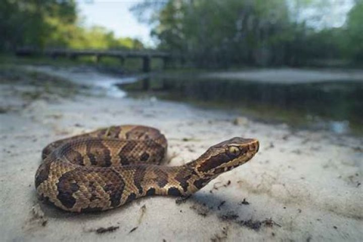 If You Live Here, Watch Out for These 6 Venomous Snakes, Experts Say