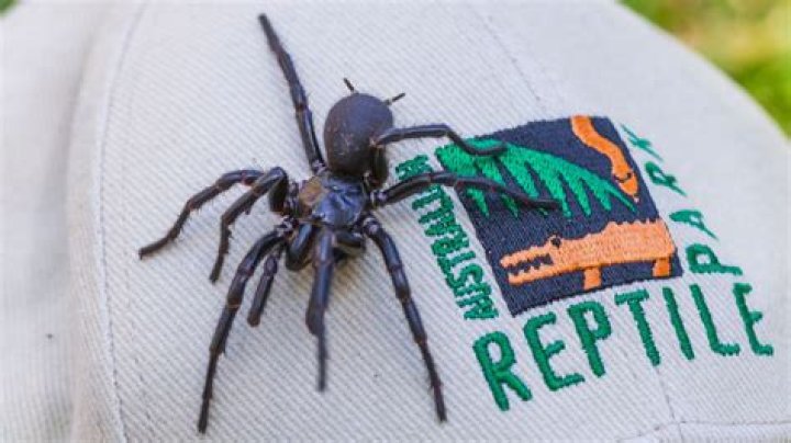 If You Live in These States, Watch Out for This Venomous Spider