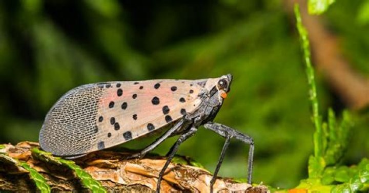If You See the Spotted Lanternfly, You May Have to Quarantine