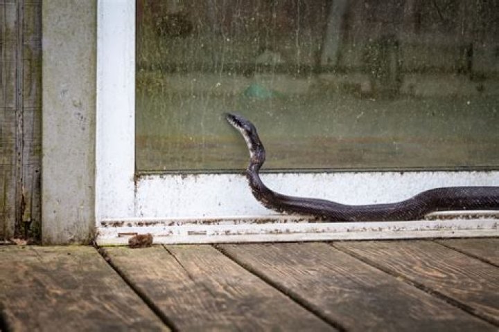 Leaving This in Your Garage Is Bringing Snakes to Your Home, Experts Warn
