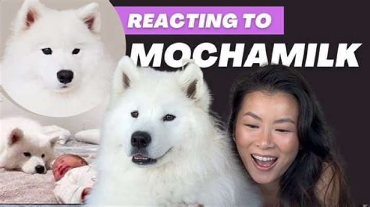 MochaMilk video statistics