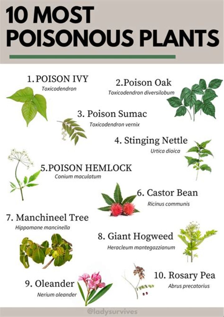 Never Bring These Toxic Plants Into Your Home If You Have Pets