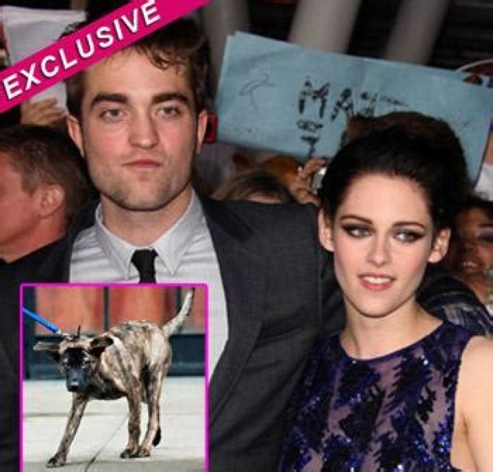 Robert Pattinson & Kristen Stewart To Adopt Rescue Dog — Report