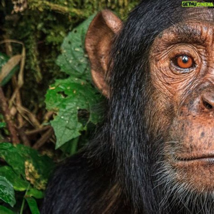 Ronan Donovan - Bio, Age, Wiki, Facts and Family