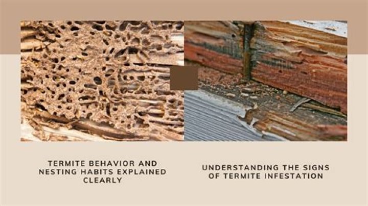 The No. 1 Sign You Have Termites in Your Home, Experts Say