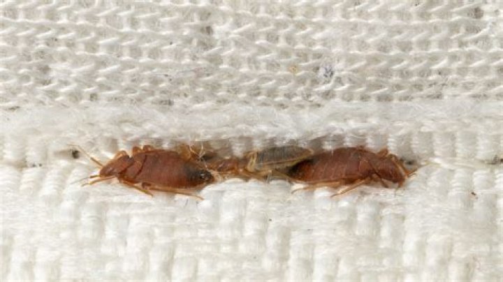 This Is the Tell-Tale Sign You Have Bed Bugs, Pest Experts Say