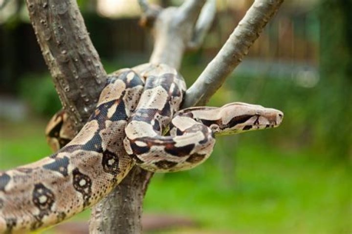 "Very Scary" 10-Foot Boa Constrictor Found in Man's Backyard