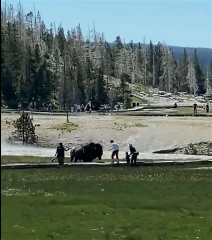 Yellowstone National Park Officials Say If You See This, "Stay Away"